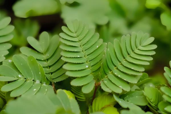 含羞草有毒吗，含羞草是有毒的