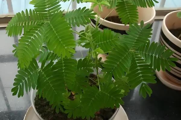 含羞草有毒吗，含羞草是有毒的