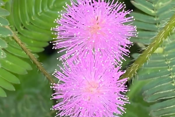 含羞草有毒吗，含羞草是有毒的