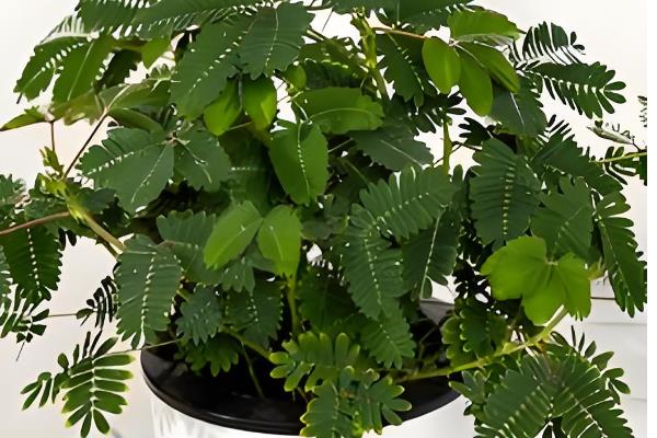 含羞草有毒吗，含羞草是有毒的