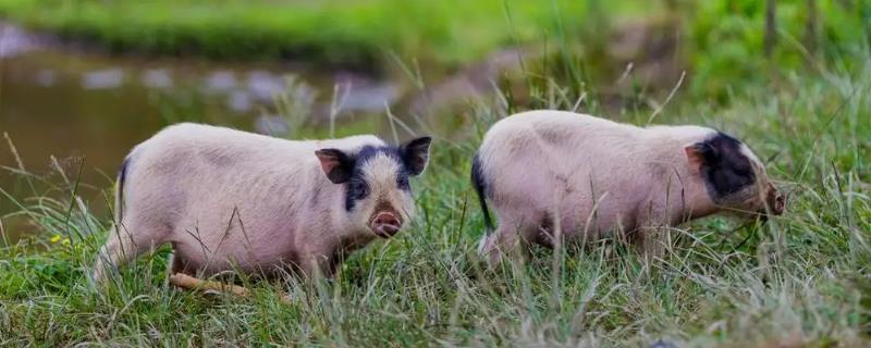 散养猪如何建造猪舍,将朝向调整为东西走向有利于采光