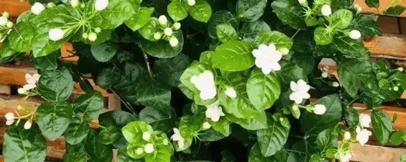 扦插茉莉花的方法，生根后每天至少晒光4小时