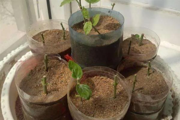 扦插茉莉花的方法，生根后每天至少晒光4小时