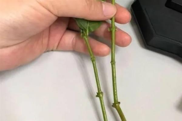 扦插茉莉花的方法，生根后每天至少晒光4小时