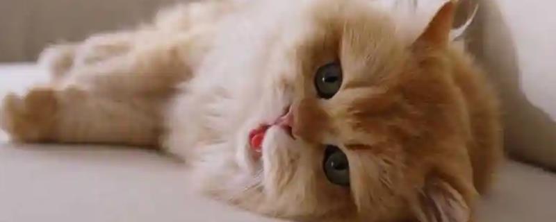 猫被烧伤的症状，不同程度的烧伤症状不同