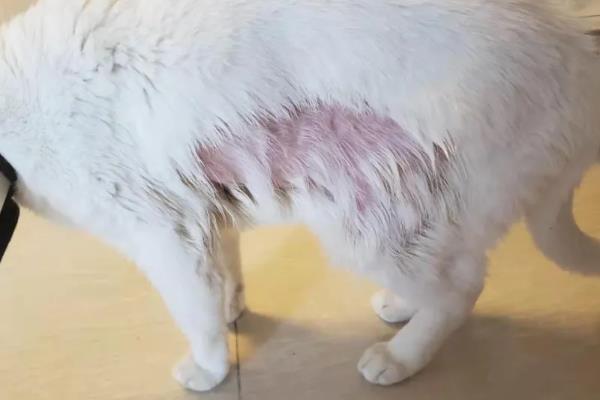 猫被烧伤的症状，不同程度的烧伤症状不同