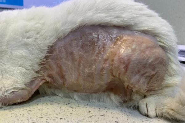 猫被烧伤的症状，不同程度的烧伤症状不同
