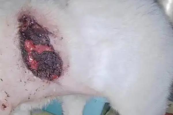 猫被烧伤的症状，不同程度的烧伤症状不同
