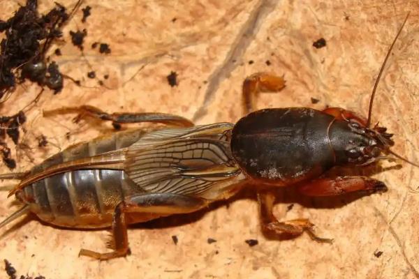 有什么地下害虫,常见蛴螬、地老虎、金针虫等种类