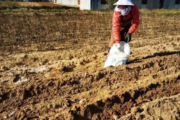 有什么地下害虫,常见蛴螬、地老虎、金针虫等种类