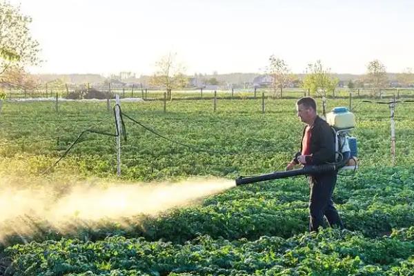 有什么地下害虫,常见蛴螬、地老虎、金针虫等种类