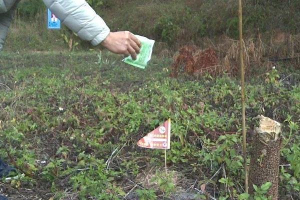 有什么地下害虫,常见蛴螬、地老虎、金针虫等种类