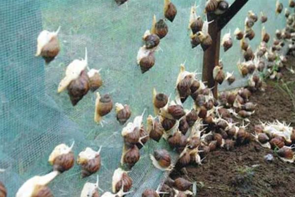 蜗牛怎么防治，撒施石灰可以有效保苗