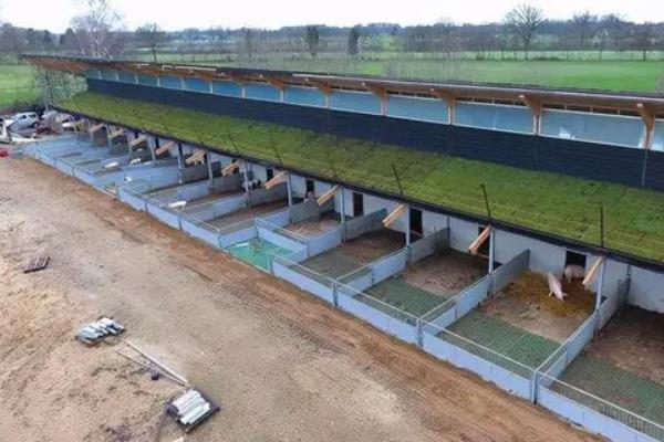 散养猪如何建造猪舍，将朝向调整为东西走向有利于采光