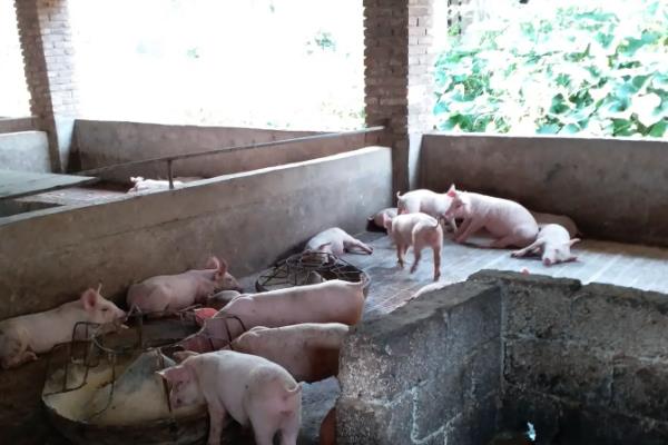 散养猪如何建造猪舍，将朝向调整为东西走向有利于采光