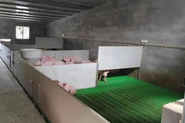 散养猪如何建造猪舍，将朝向调整为东西走向有利于采光