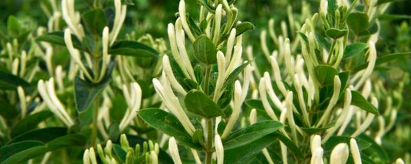 金银花喜阴吗，属于喜阳植物