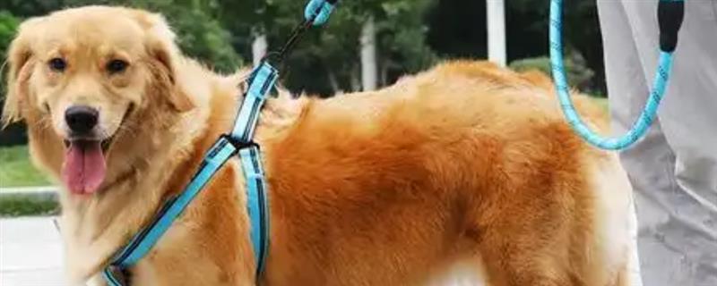 遛狗的牵引绳如何挑选,可以选择胸背式、P字绳等