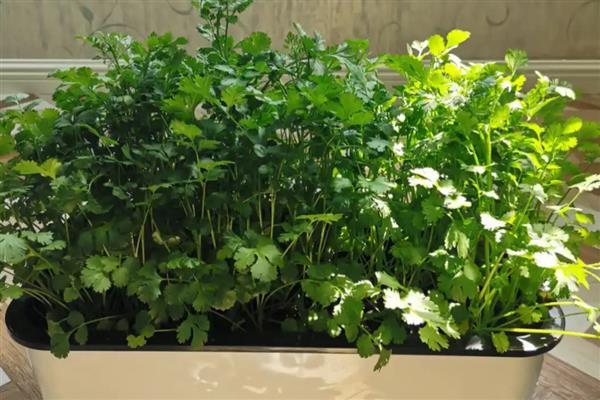 哪些蔬菜适合盆栽，常见西红柿、香葱、韭菜等品种