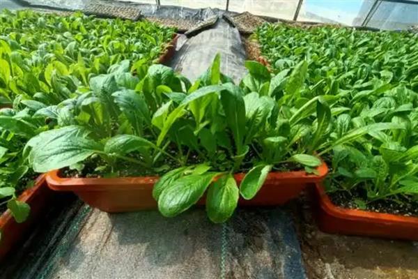哪些蔬菜适合盆栽，常见西红柿、香葱、韭菜等品种