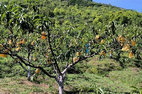 黄桃树过多久才能结果,实生苗需要5-6年才能长出果实