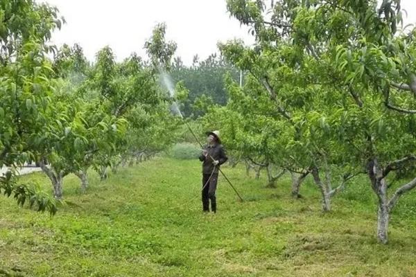黄桃树过多久才能结果,实生苗需要5-6年才能长出果实