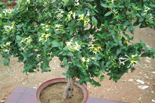 金银花喜阴吗，属于喜阳植物