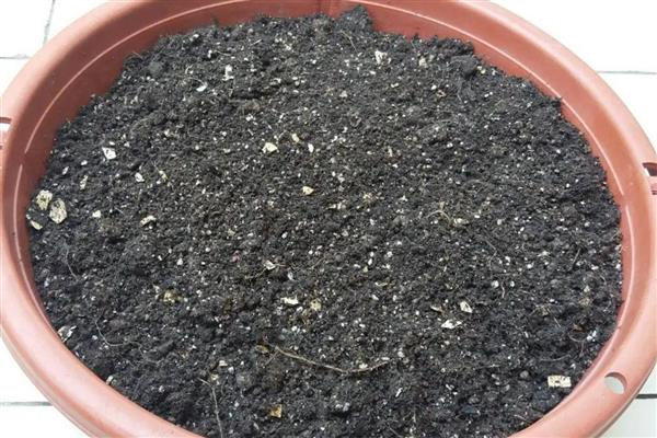 金银花喜阴吗，属于喜阳植物