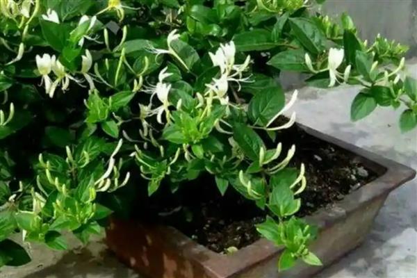 金银花喜阴吗，属于喜阳植物