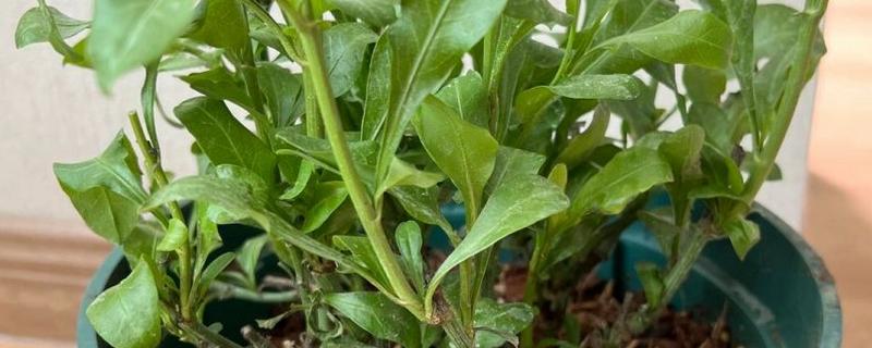 怎么养蓝雪花小苗，需要比较足够的阳光照射