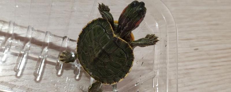 乌龟站立的原因，说明它想爬出去