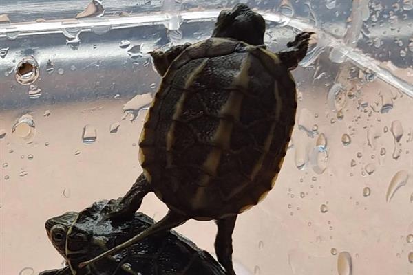 乌龟站立的原因，说明它想爬出去