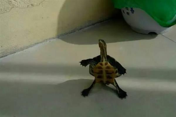 乌龟站立的原因，说明它想爬出去