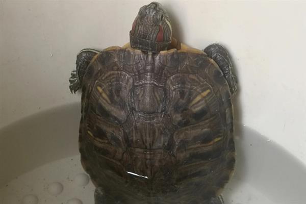 乌龟站立的原因，说明它想爬出去