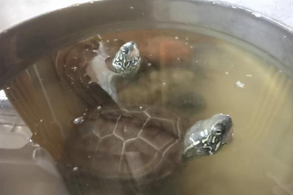 乌龟站立的原因，说明它想爬出去