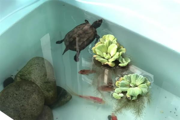 乌龟站立的原因，说明它想爬出去