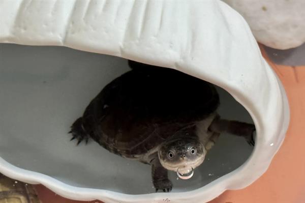 乌龟站立的原因，说明它想爬出去