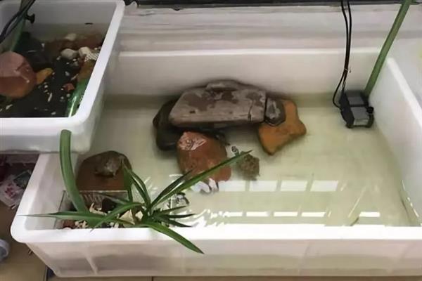 乌龟站立的原因，说明它想爬出去