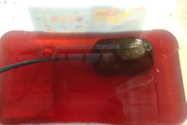 乌龟站立的原因，说明它想爬出去