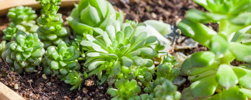 让多肉小苗快速生长的方法,植株每天要接受不少于6小时的光照