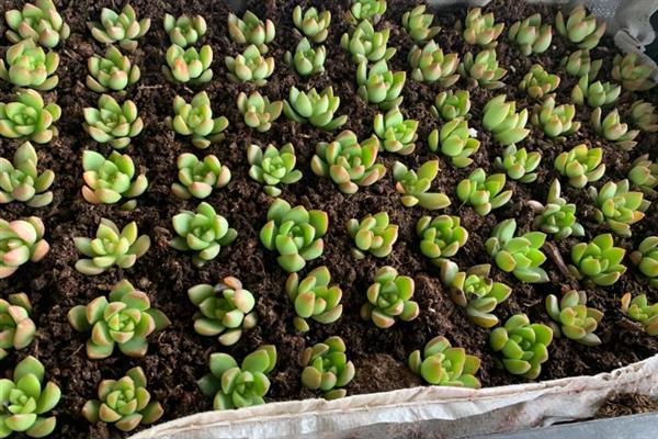 让多肉小苗快速生长的方法，植株每天要接受不少于6小时的光照