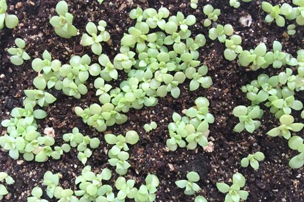 让多肉小苗快速生长的方法，植株每天要接受不少于6小时的光照