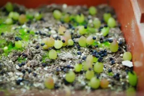 让多肉小苗快速生长的方法，植株每天要接受不少于6小时的光照