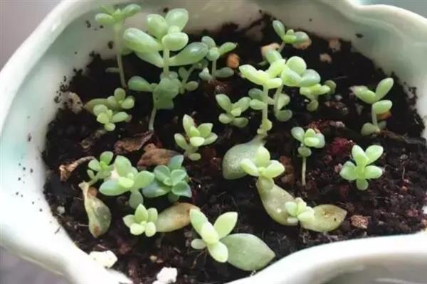 让多肉小苗快速生长的方法，植株每天要接受不少于6小时的光照