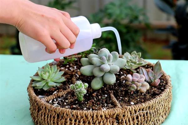 让多肉小苗快速生长的方法，植株每天要接受不少于6小时的光照