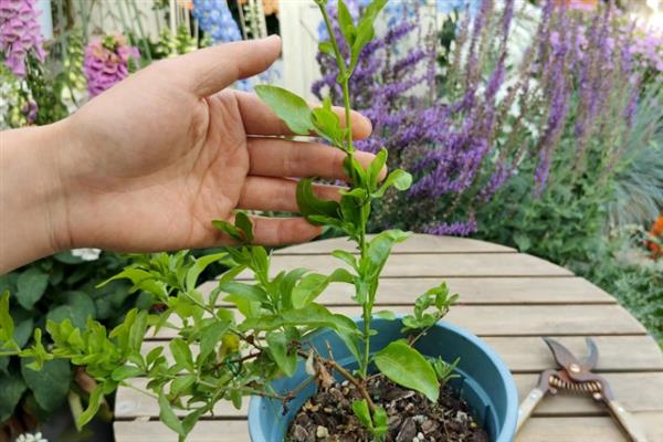 怎么养蓝雪花小苗,需要比较足够的阳光照射