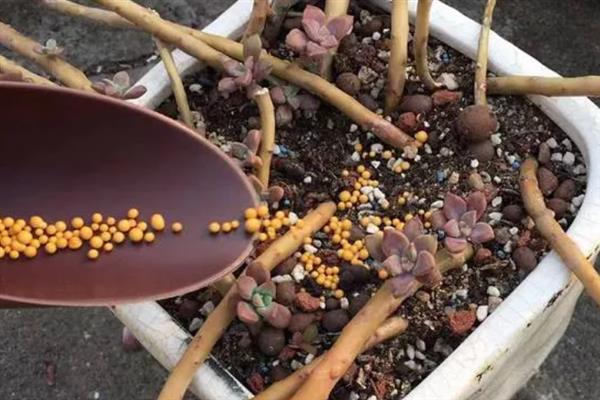 让多肉小苗快速生长的方法，植株每天要接受不少于6小时的光照