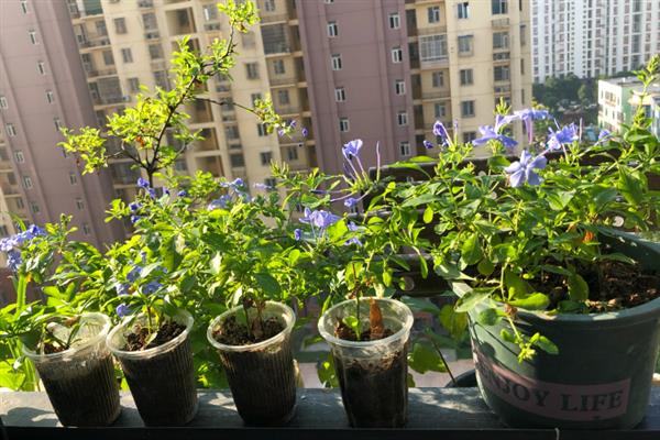 怎么养蓝雪花小苗,需要比较足够的阳光照射