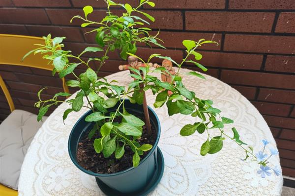 怎么养蓝雪花小苗,需要比较足够的阳光照射