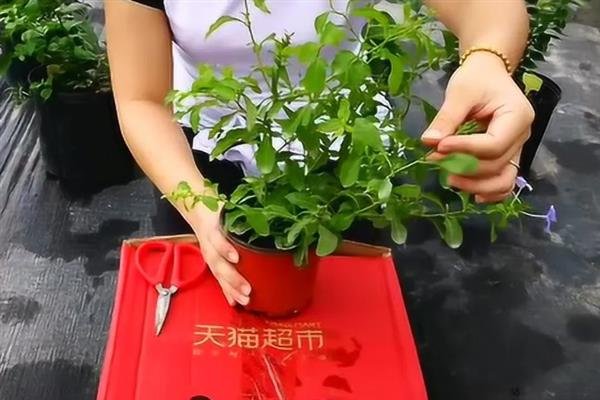 怎么养蓝雪花小苗,需要比较足够的阳光照射